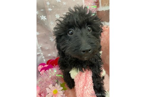 成約済の北海道のミックス犬-281827の12枚目